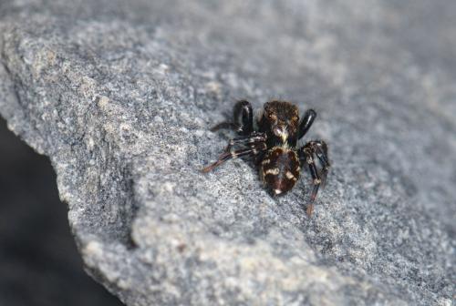 Pseudeuophrys sp.